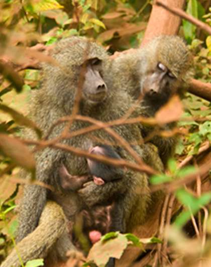 AllArtists_0016_Kurt Ehlert - 1200 - 24x36 dekle edge - wildlife photography